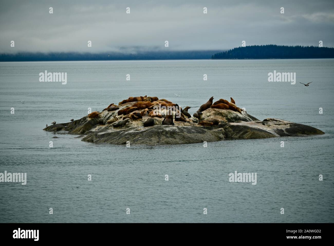 Gruppe von stattlichen Seehunde in die Sicherheit der Klippen von Glacier Bay, Alaska, USA Stockfoto