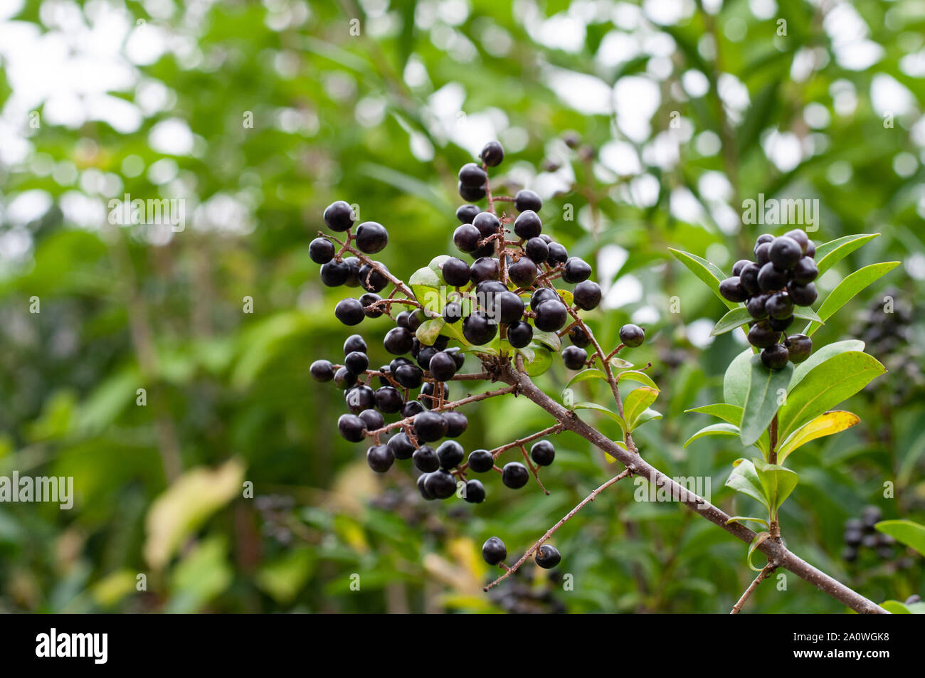 Schwarze Beeren einer Hecke Liguster (Ligustrum Stockfotografie - Alamy