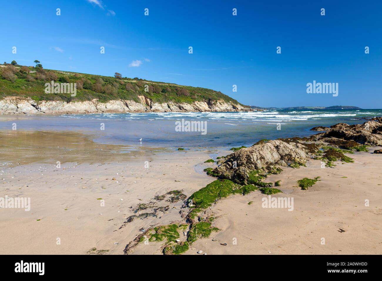 Der goldene Sandstrand von Maenporth in der Nähe von Falmouth Cornwall England UK Europa Stockfoto