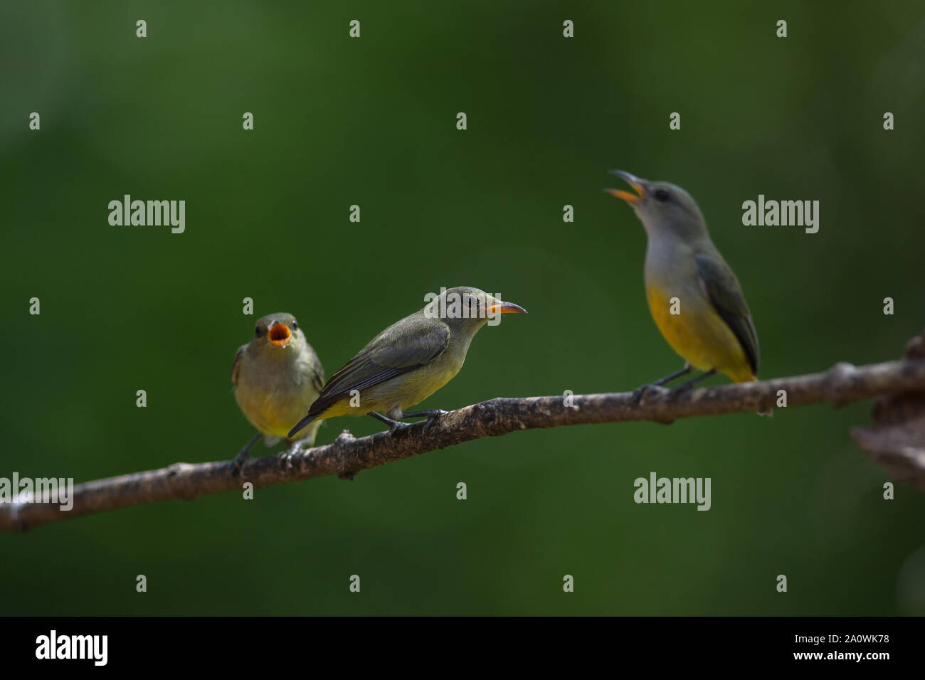 bunter Vogel Orange-bellied Flowerpecker hocken auf einem Ast Stockfoto