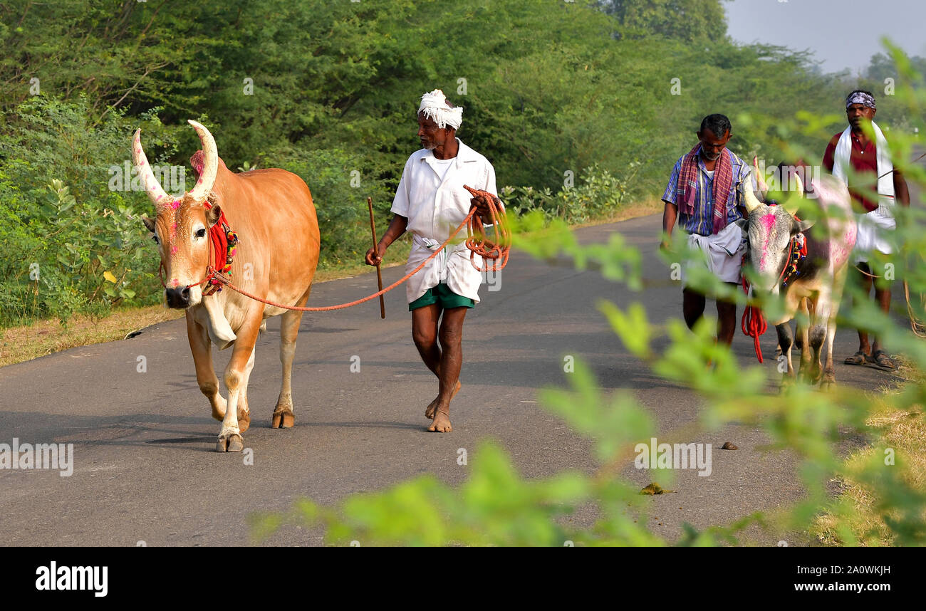 Jallikattu Stier: Majestic Hump scharfe Hörner, die das Markenzeichen eines jallikattu Stier Kangayam Kaalai (Bull) Stier zähmen, Madurai, Tamil Nadu, Indien Stockfoto