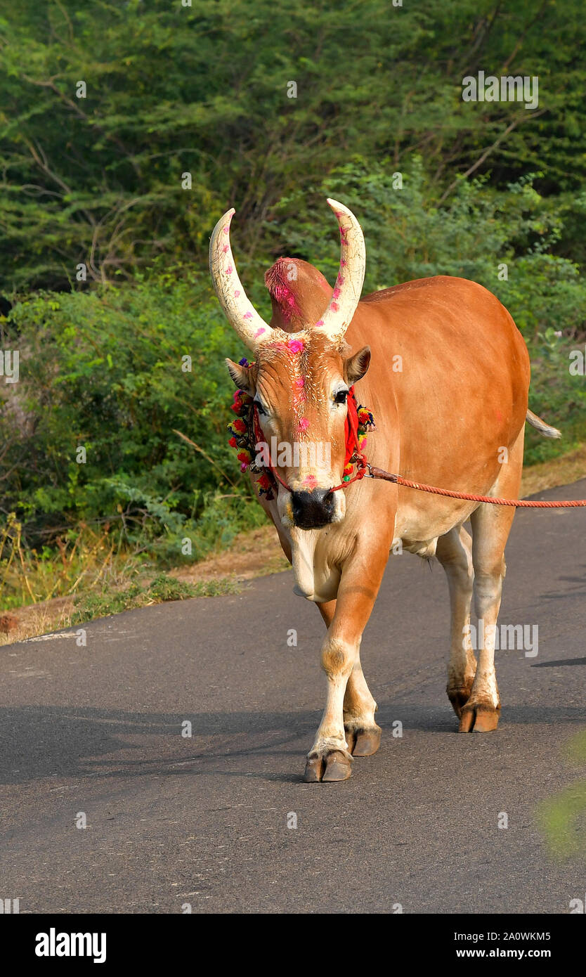 Porträt eines Jallikattu Bull : majestätische Buckel scharfe Hörner, die das Markenzeichen eines jallikattu Bullen Kangayam Kaalai ( Stier ) sind.Indische Bullen,Tamil Nadu. Stockfoto