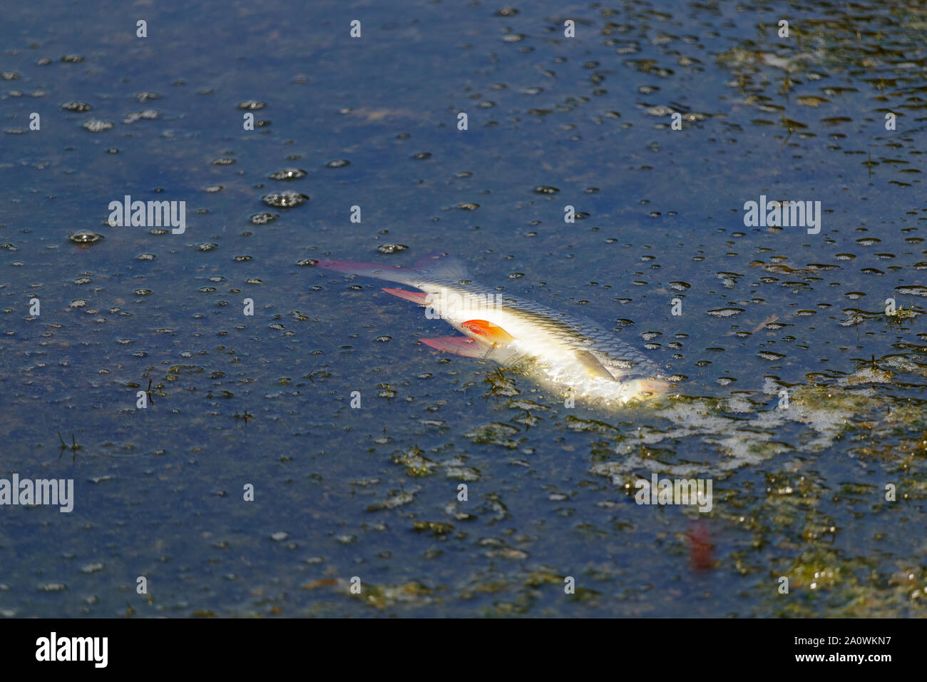 Phang Nga / Thailand - 30. Mai 2018: die Toten kopflosen Fisch schwimmt auf der Oberfläche eines Sees in Phang Nga Thailand Stockfoto