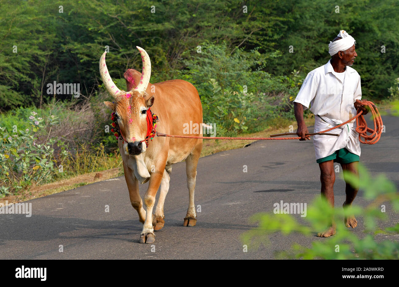 Jallikattu Stier: Majestic Hump scharfe Hörner, die das Markenzeichen eines jallikattu Stier Kangayam Kaalai (Bull) Stier zähmen, Madurai, Tamil Nadu, Indien Stockfoto