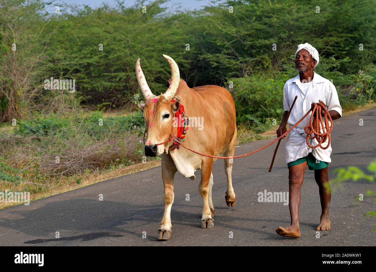 Porträt eines Jallikattu Bull : majestätische Buckel scharfe Hörner, die das Markenzeichen eines jallikattu Bullen Kangayam Kaalai ( Stier ) sind.Indische Bullen,Tamil Nadu. Stockfoto