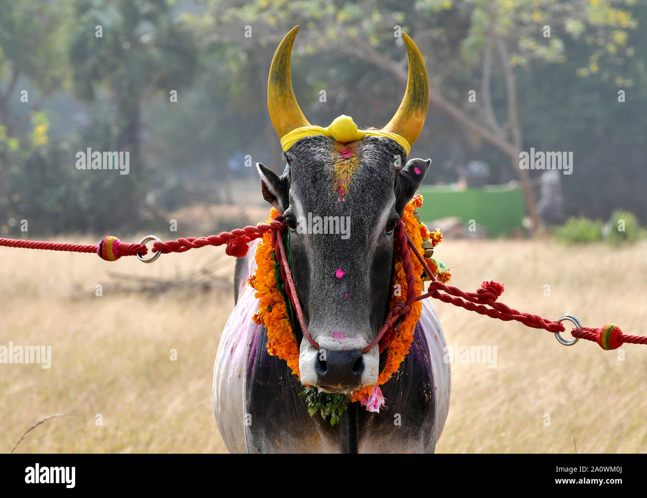 wallpapers Jallikattu Kangayam Kaalai Hd Images Download alamy