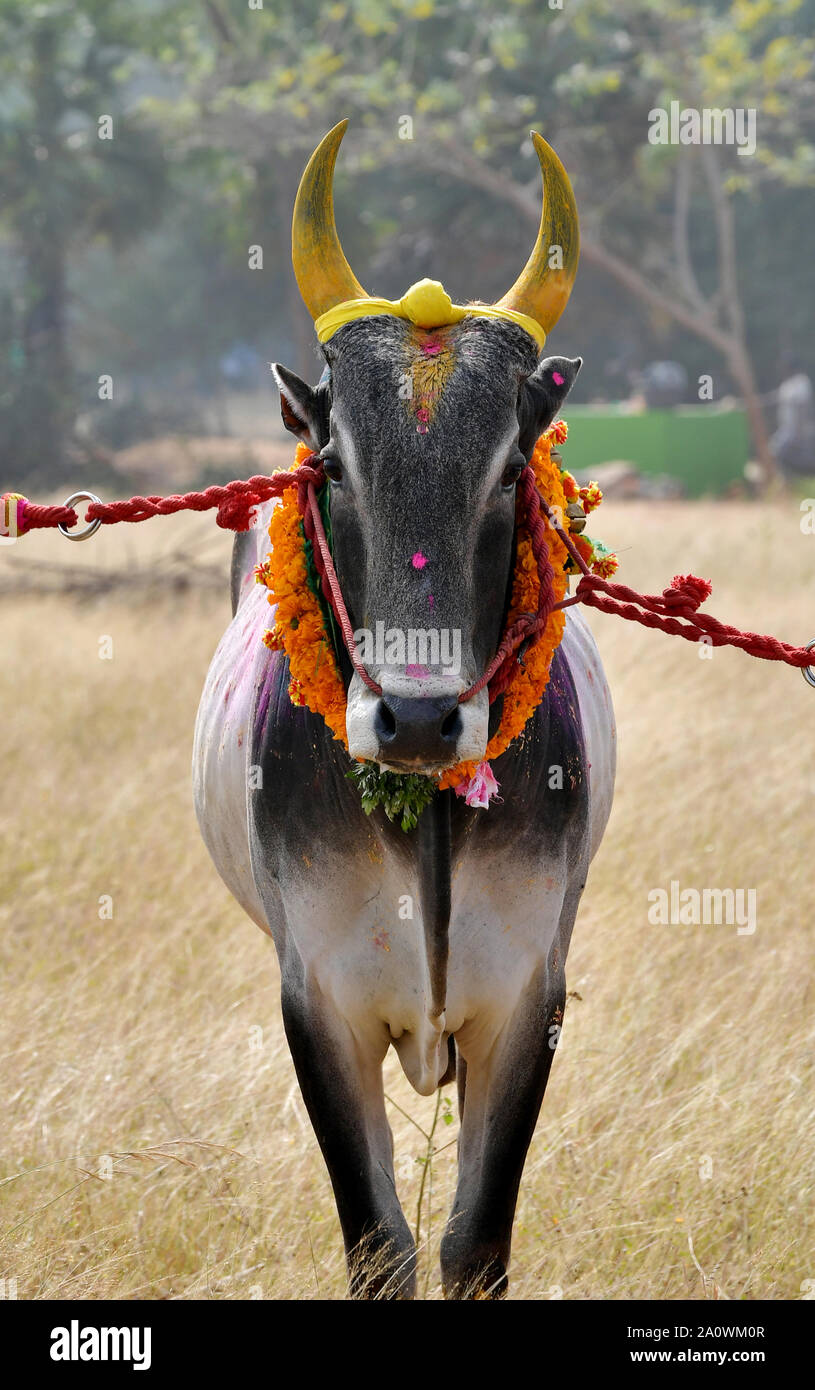 Porträt eines Jallikattu Bull : majestätische Buckel scharfe Hörner, die das Markenzeichen eines jallikattu Bullen Kangayam Kaalai ( Stier ) sind.Indische Bullen,Tamil Nadu. Stockfoto