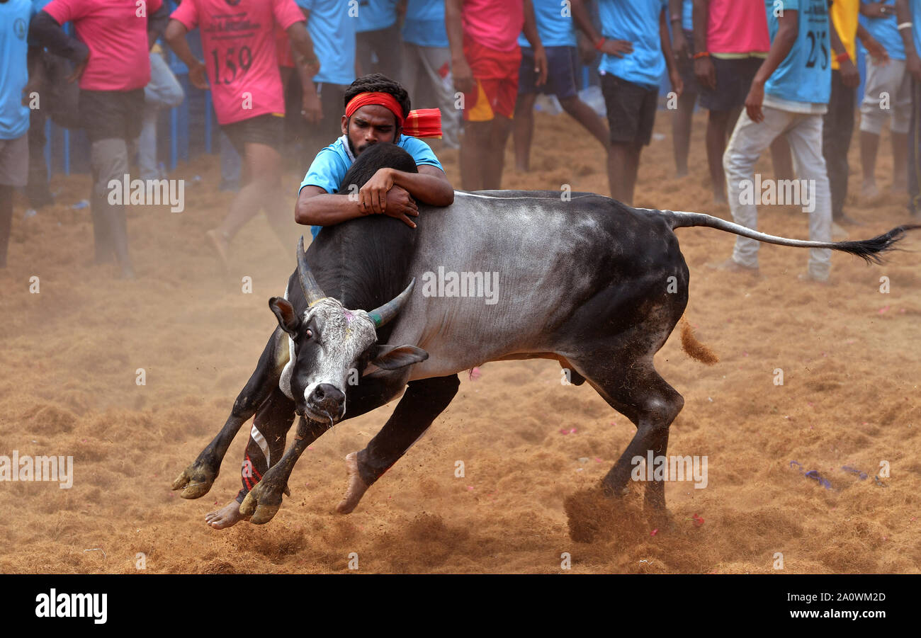 Jallikattu oder Zähmung der Stier (Indische Stierkampf) ist in den Dörfern von Tamil Nadu, Indien statt. Als Teil der Harvest Festival. Pudukkottai, Stockfoto