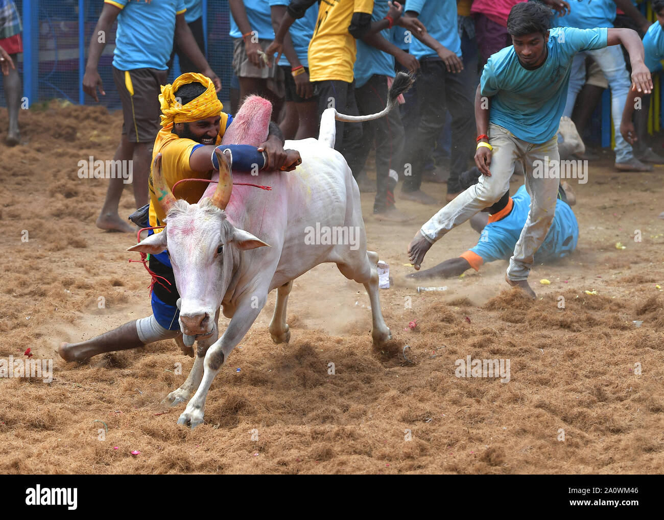 Jallikattu oder Zähmung der Stier (Indische Stierkampf) ist in den Dörfern von Tamil Nadu, Indien statt. Als Teil der Harvest Festival. Pudukkottai, Stockfoto