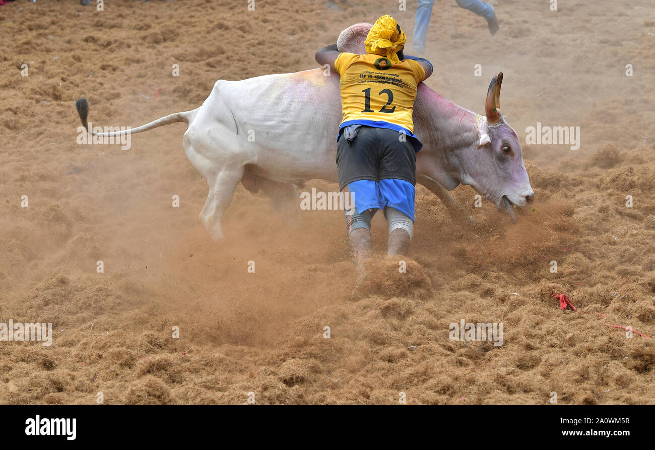 Jallikattu oder Zähmung der Stier (Indische Stierkampf) ist in den Dörfern von Tamil Nadu, Indien statt. Als Teil der Harvest Festival. Pudukkottai, Stockfoto
