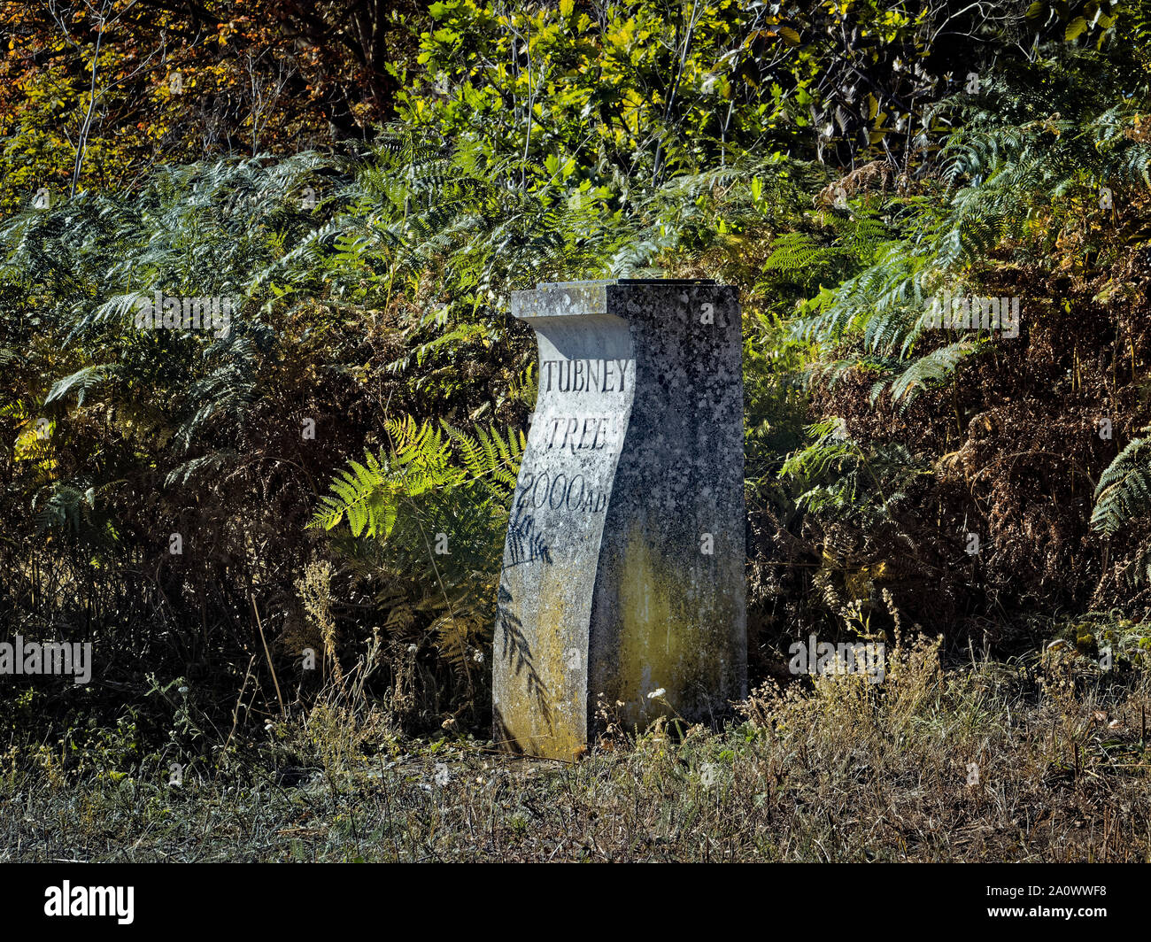 Website Der tubney Baum Stockfoto