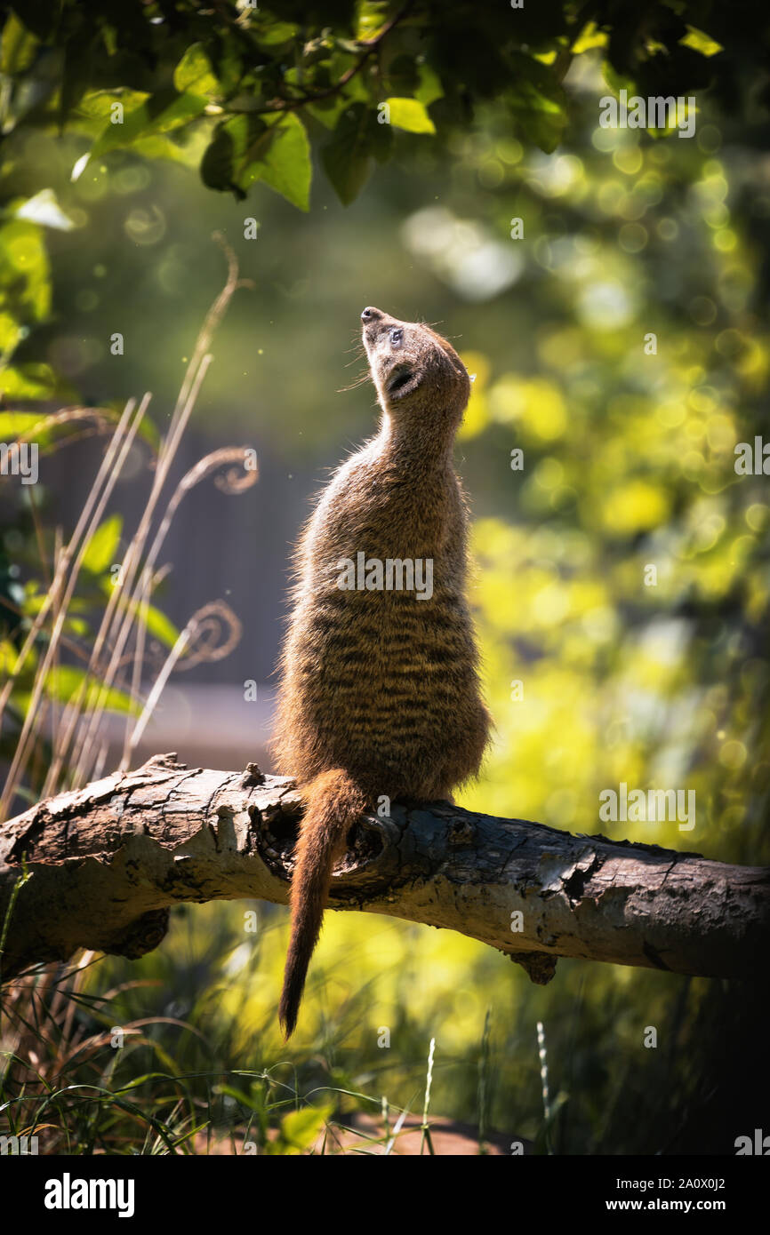 Magische meerkat an Feenstaub suchen. Erdmännchen im Sonnenlicht mit Bokeh und Staub mote Hintergrund. Stockfoto