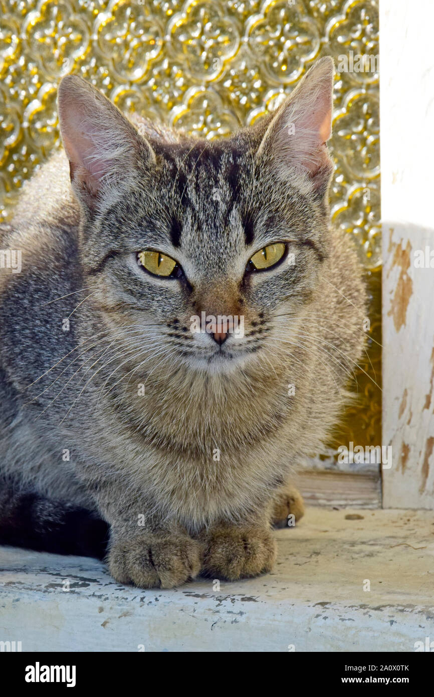 Frontaler Blick auf einen grauen Tabby Katze sitzt auf dem Fensterbrett Stockfoto