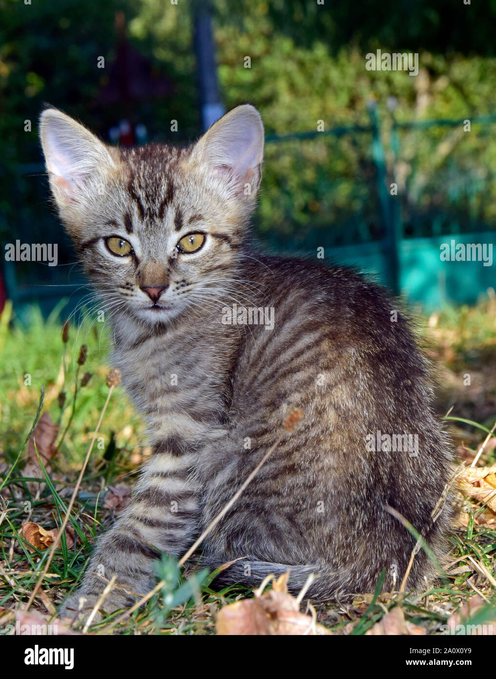 Mackerel Tabby Kätzchen saß auf Rasen, grüner Hintergrund Stockfoto