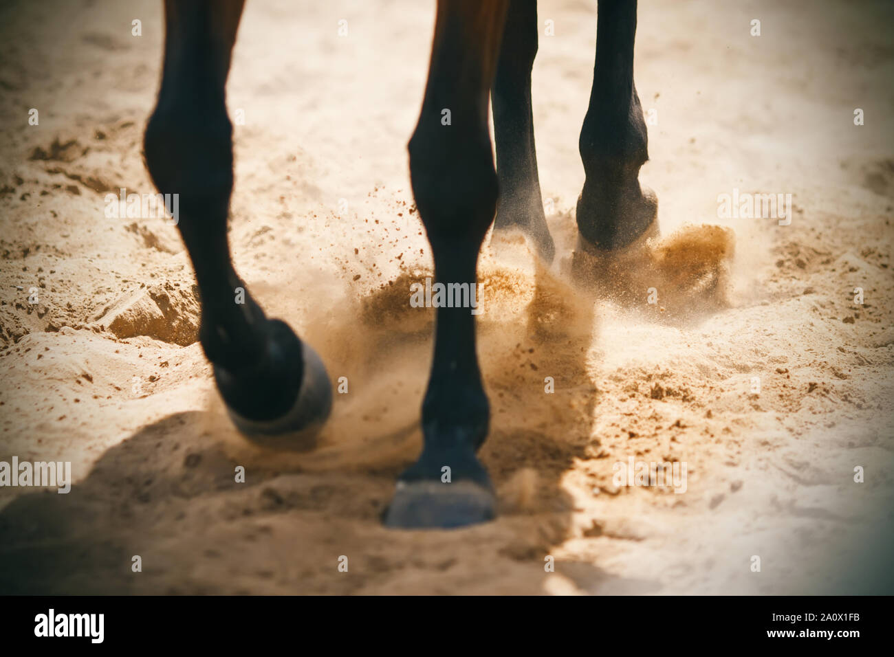 Die hufe eines Bay Horse, läuft auf eine sandige Arena, Sand, Staub, die durch die Strahlen der Sonne beleuchtet wird. Stockfoto