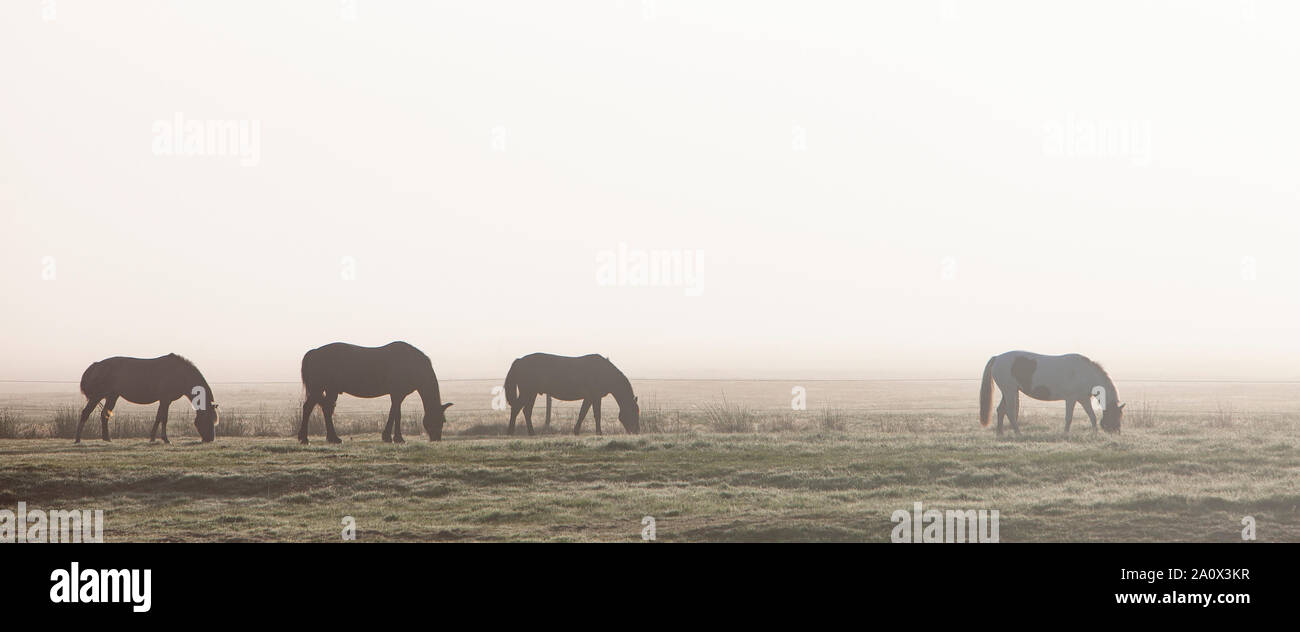 Silhouetten der vier Pferde im Morgennebel auf deutschen Landschaft in Ostfriesland Stockfoto