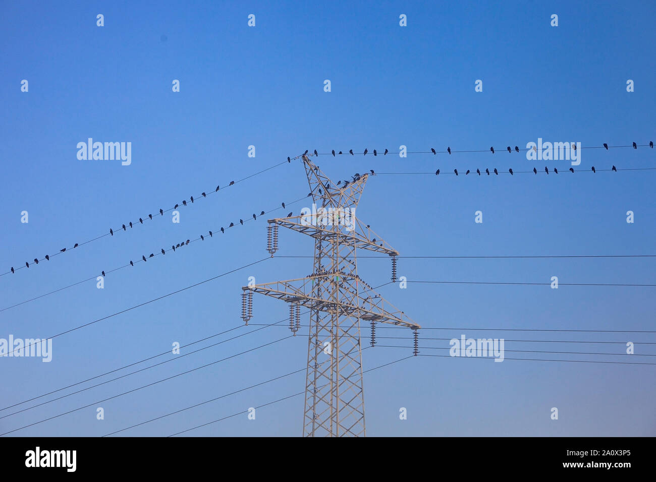 Vögel auf Strom Draht in der Nähe von Metall pylon gegen den blauen Himmel Stockfoto