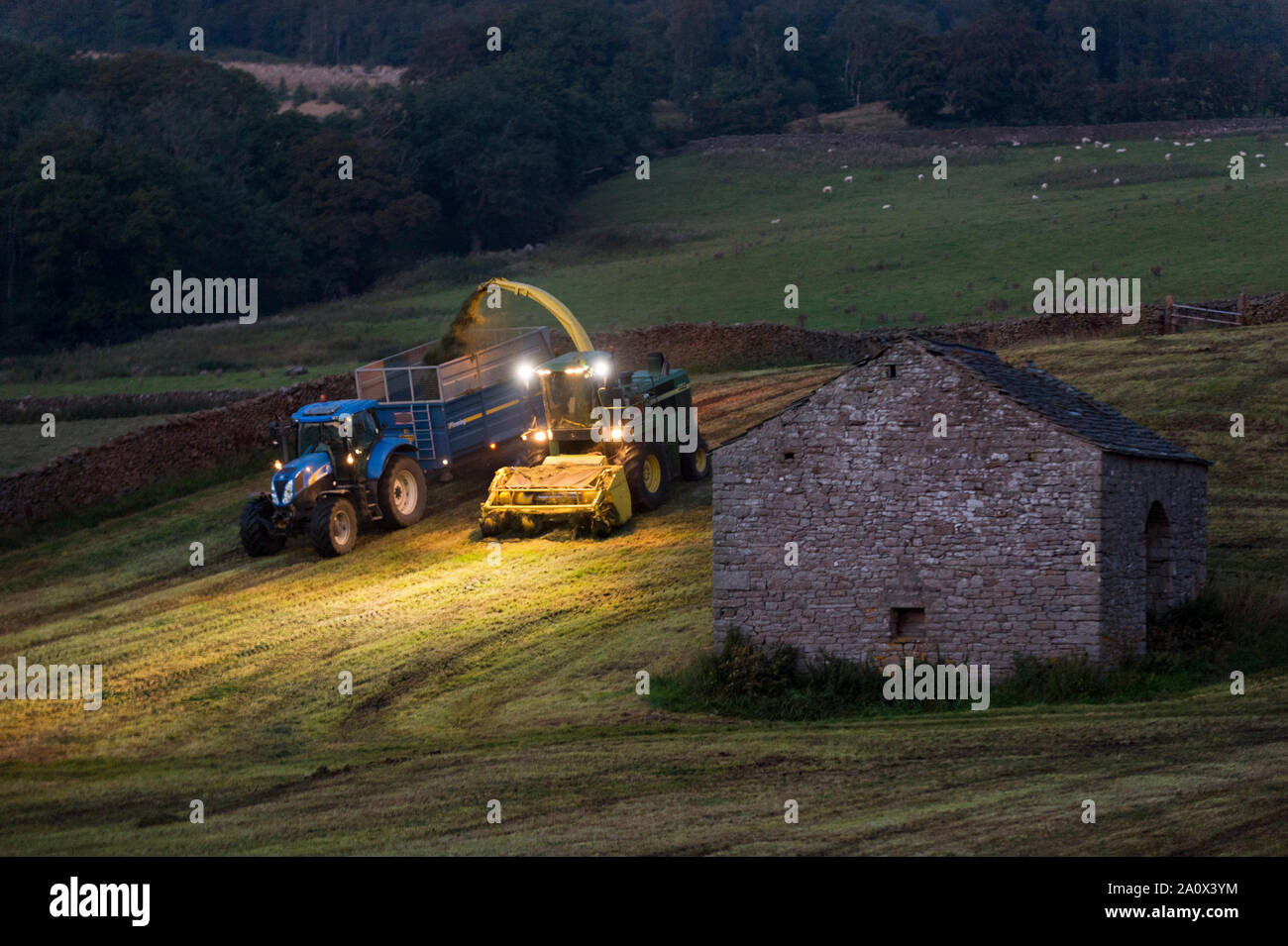 Bis spät in die Nacht das Ernten von Gras für Silage, in der Nähe von Settle, North Yorkshire, UK. Den Feldhäcksler Einlagen die Aue in einen Anhänger. Stockfoto