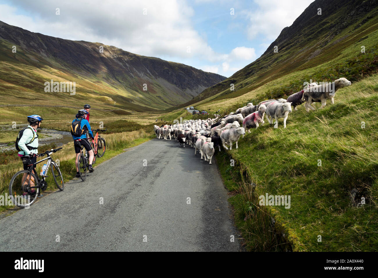 Radfahrer warten als fiel - Sammlung von Schafen bewegt sich entlang der Straße zurück auf die Farm, Honister Pass, den Lake District, Großbritannien Stockfoto