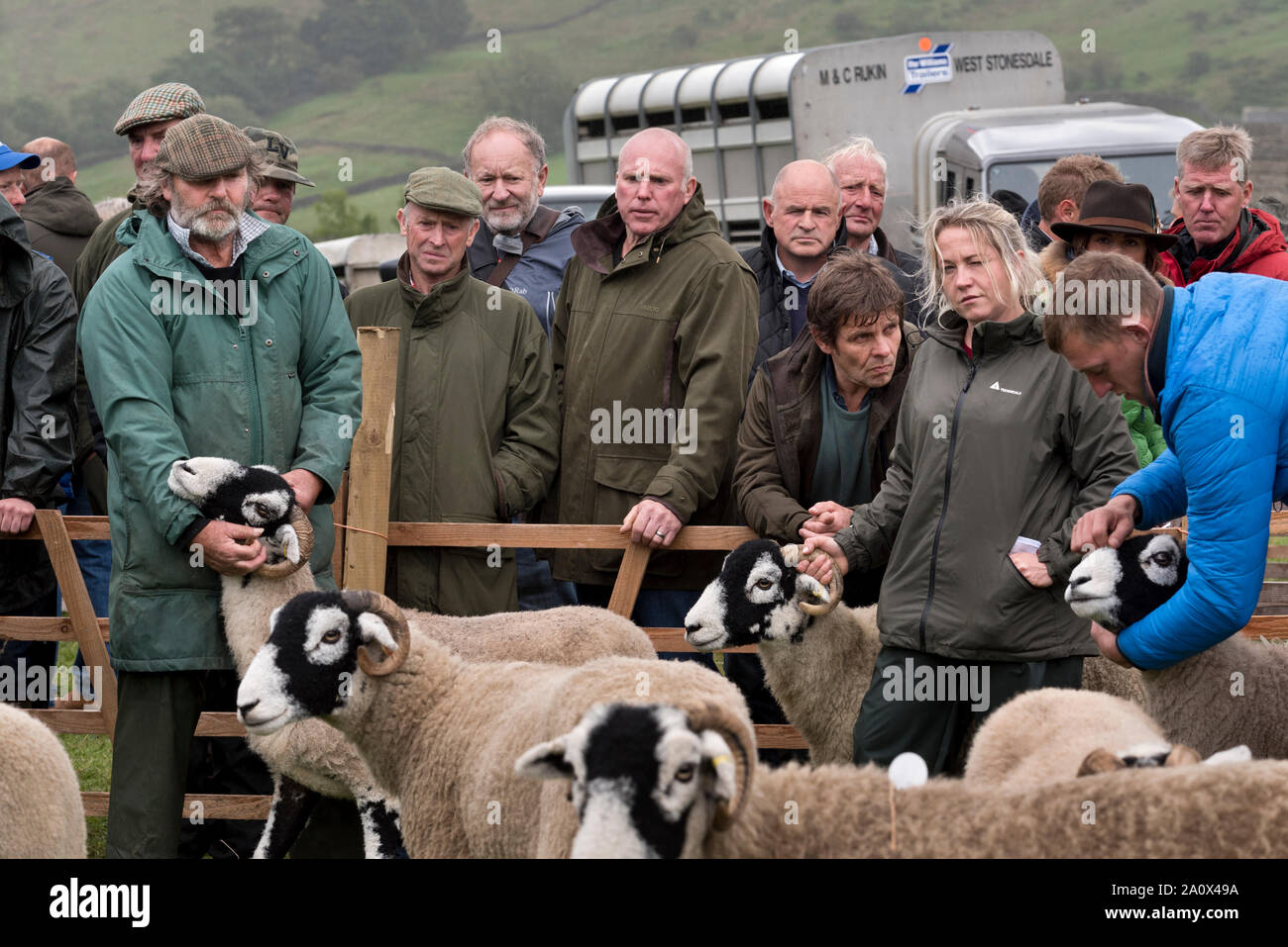 Beurteilung Swaledale Schafe, Muker zeigen, Swaledale, North Yorkshire, September 2019. Muker zeigen, ist einer der wichtigsten britischen Swaledale Schafe zeigt. Stockfoto