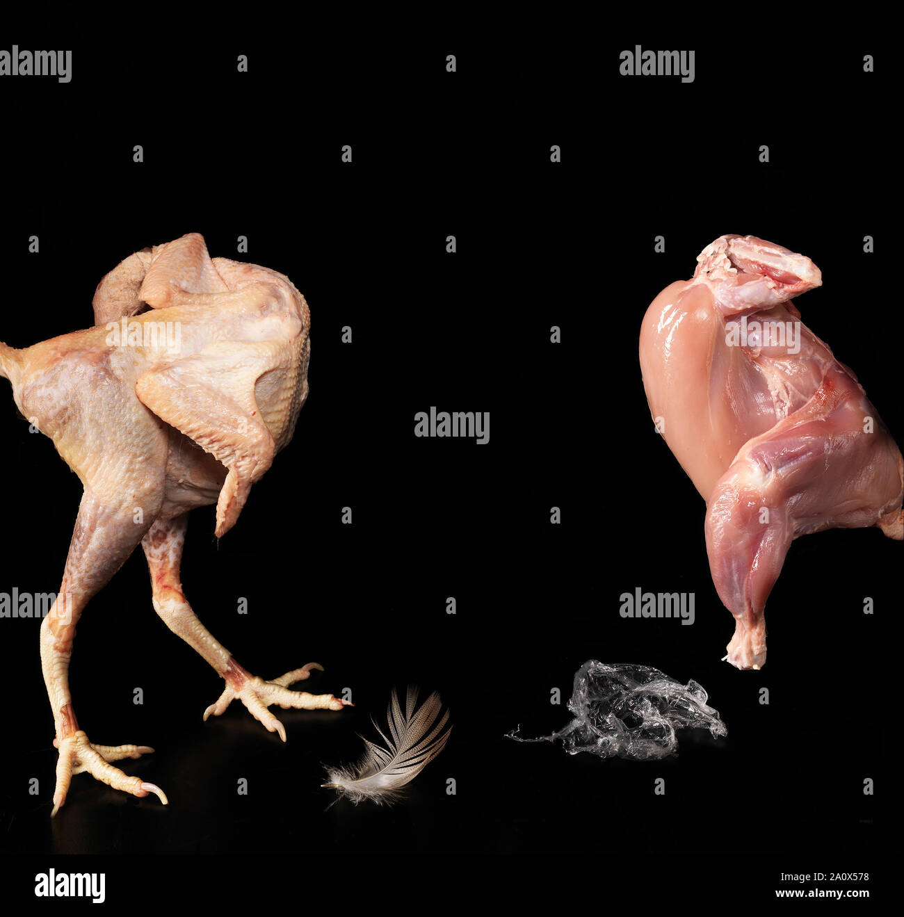 Echtes Huhn Verse Plastic Food Stockfoto