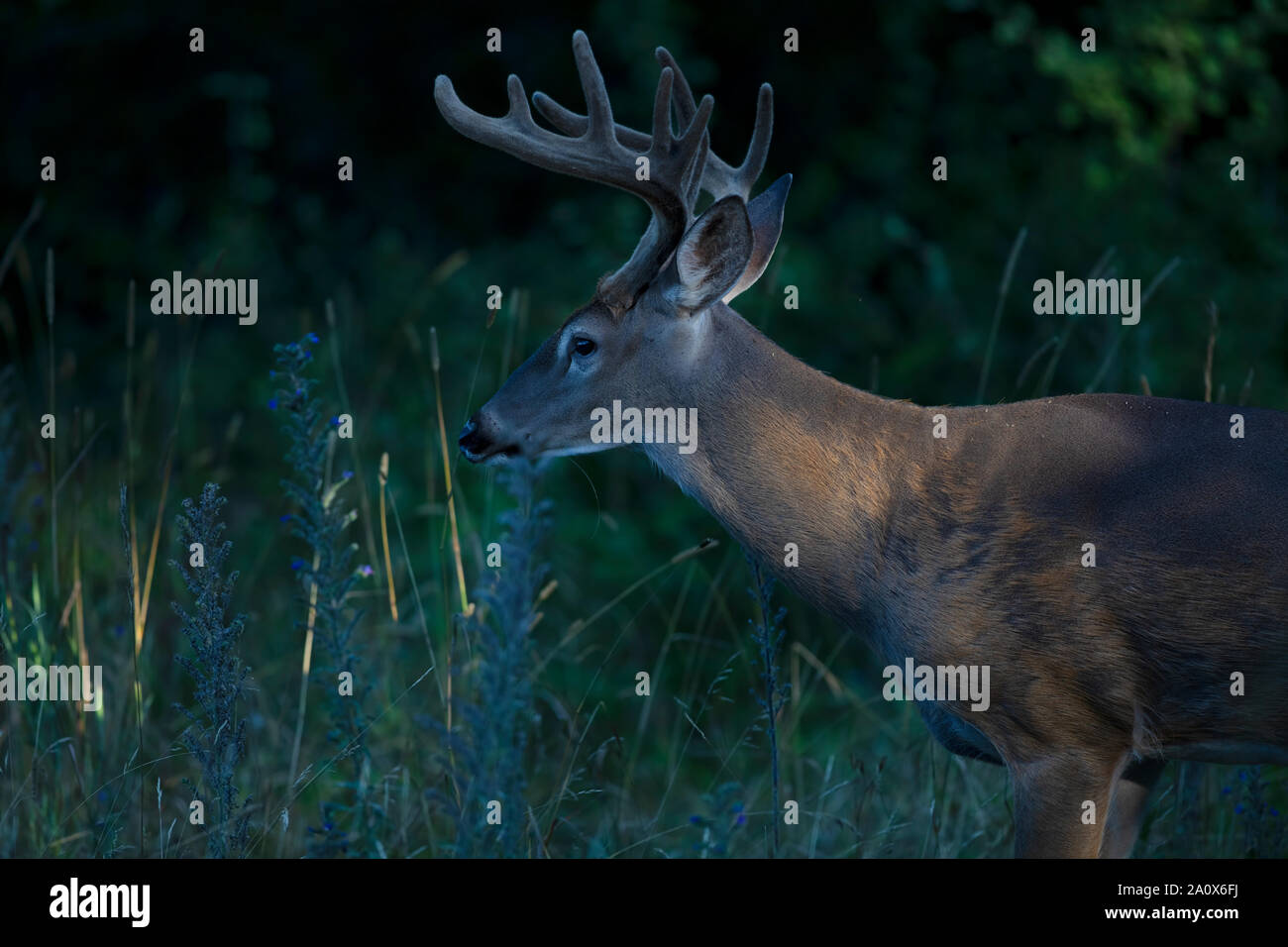 Eine wilde Weißwedelhirsche buck am frühen Morgen mit samt Geweih im Sommer in Kanada Stockfoto