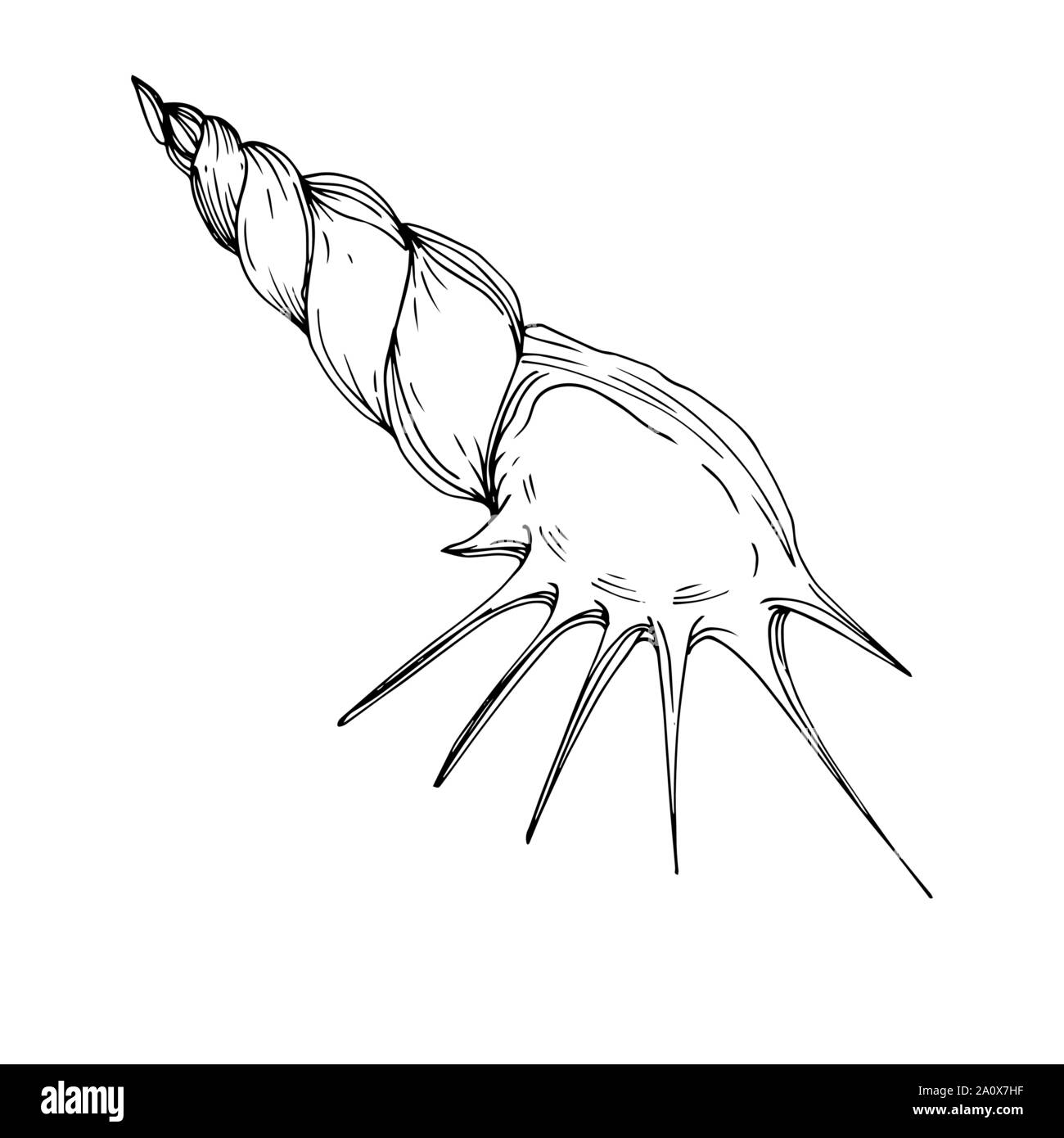 Vektor Sommer Strand Muschel tropischen Elementen. Schwarz und weiß eingraviert Tinte Art. isolierte Tanks Abbildung Element auf weißem Hintergrund. Stock Vektor