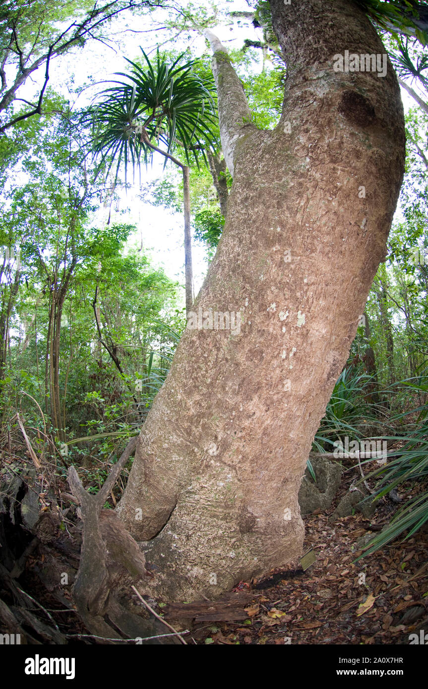 Waldboden und Propeller Tree, Gyrocarpus sp, Weihnachtsinsel, Australien Stockfoto