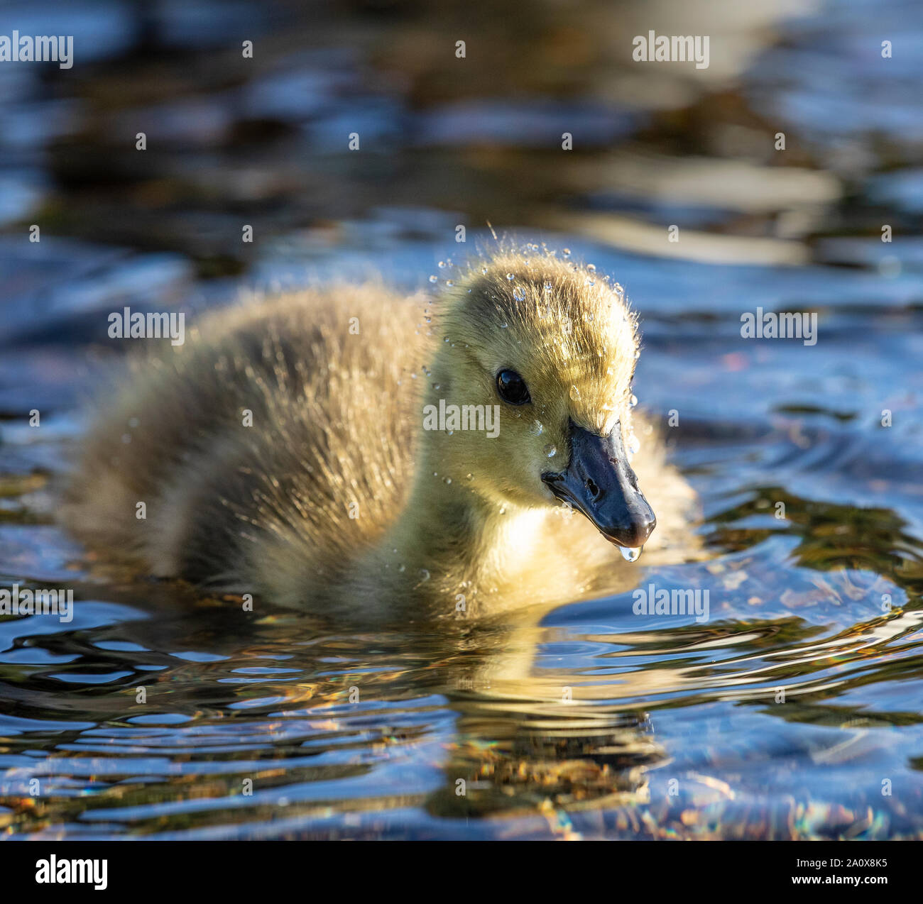 Gosling ist ein spezieller Begriff für ein kleines Baby Gans, in der Regel noch mit weichen, flauschigen Daunenfedern und nicht in der Lage zu fliegen. Weil diese Küken Stockfoto