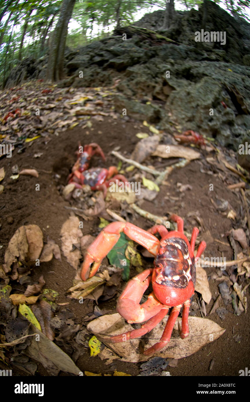 Rote Krabben, Gecarcoidea natalis, im Wald von Felsen, Weihnachtsinsel, Australien Stockfoto