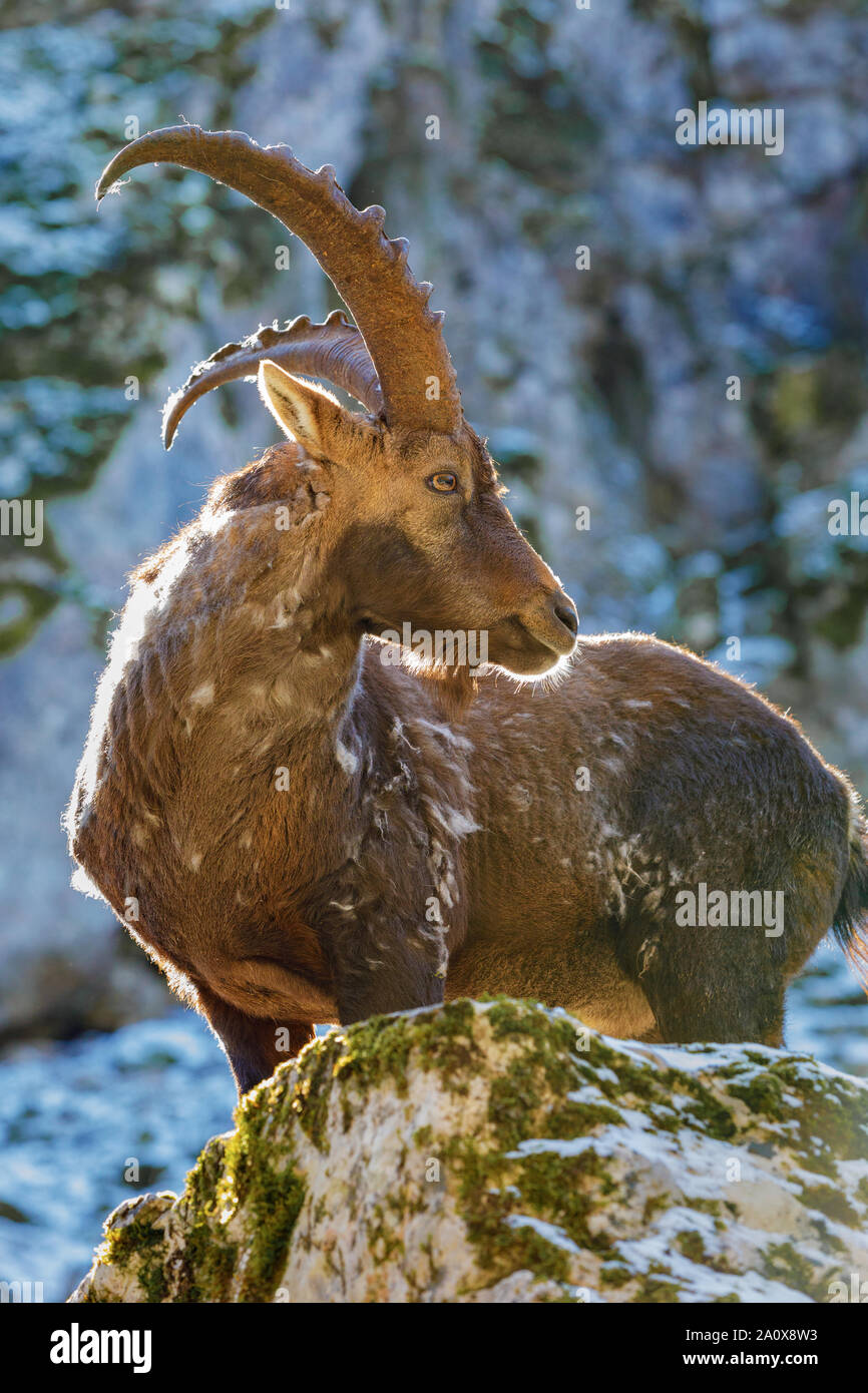 In den Fels Steinbock Stockfoto