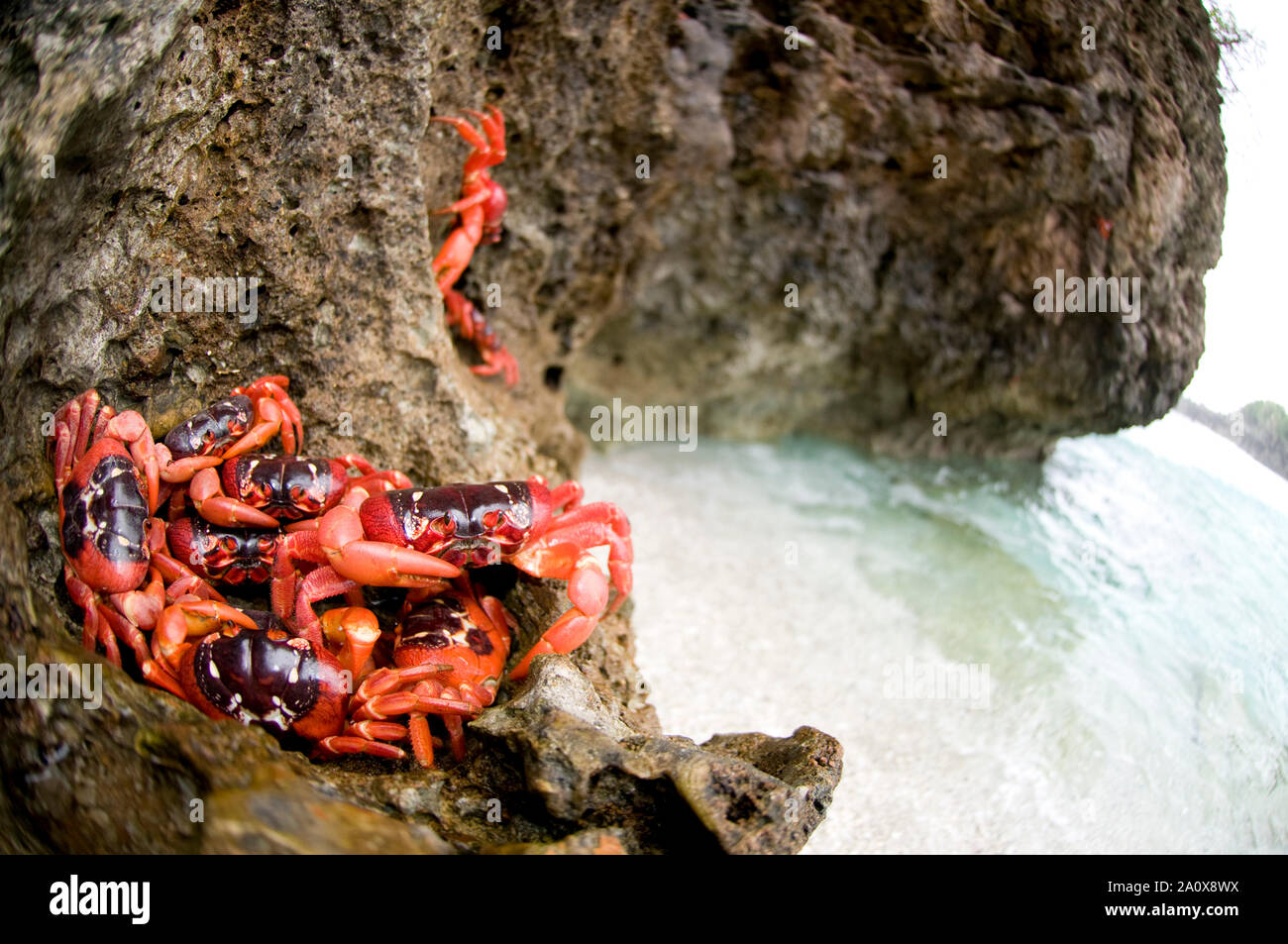 Abguss von roten Krabben, Gecarcoidea natalis, auf Felsen am Strand, Weihnachtsinsel, Australien Stockfoto