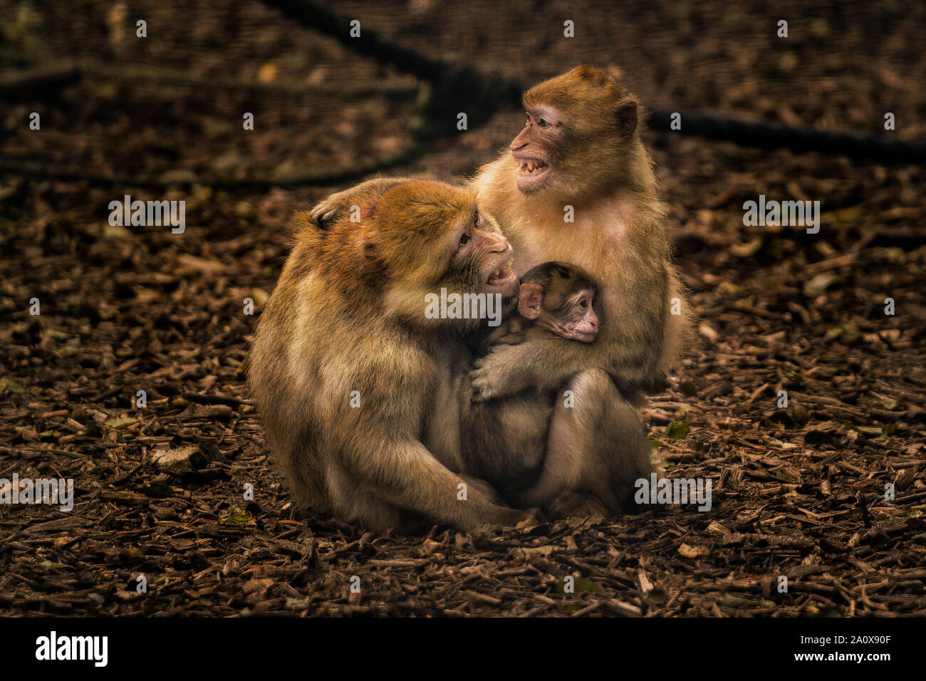 Affe Paar mit Baby Stockfoto