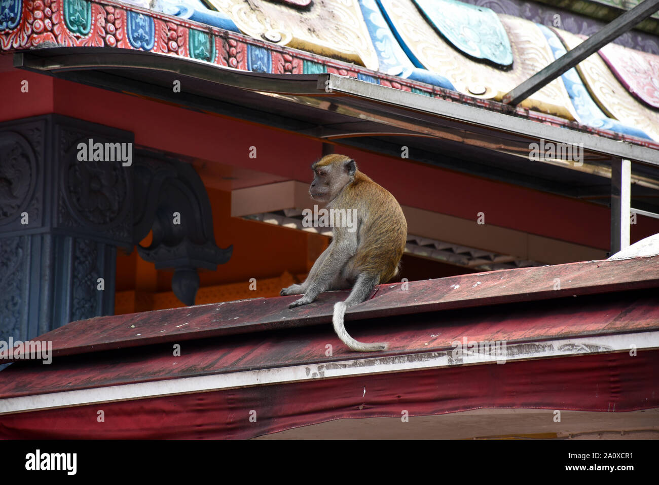 Eine Krabbe - Essen Makaken, Macaca fascicularis, auch bekannt als Long-tailed Makaken sitzt und ruhen, spielen auf der Oberseite der Höhlen Villa nächste Stockfoto