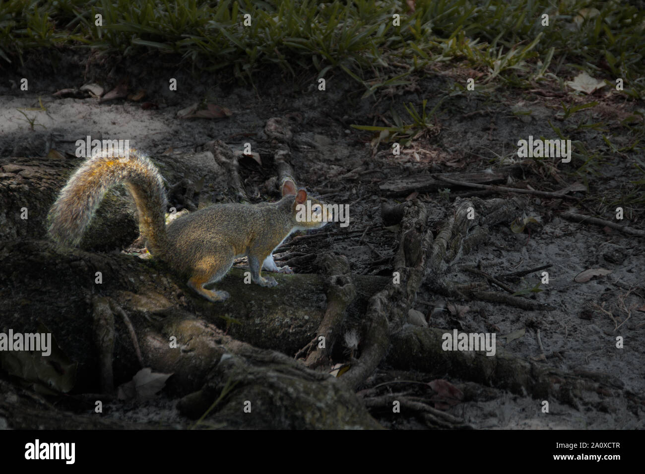 Eichhörnchen auf Baumwurzeln auf der Suche nach Muttern Stockfoto
