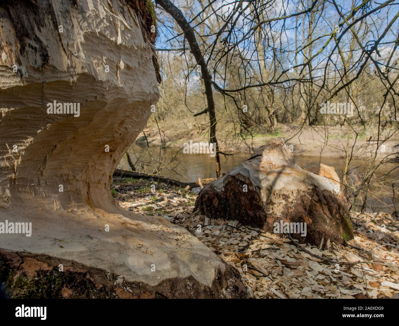 Der Stamm von einem mächtigen Baum, an den Ufern des Flusses Swider, Biber gebissen Stockfoto