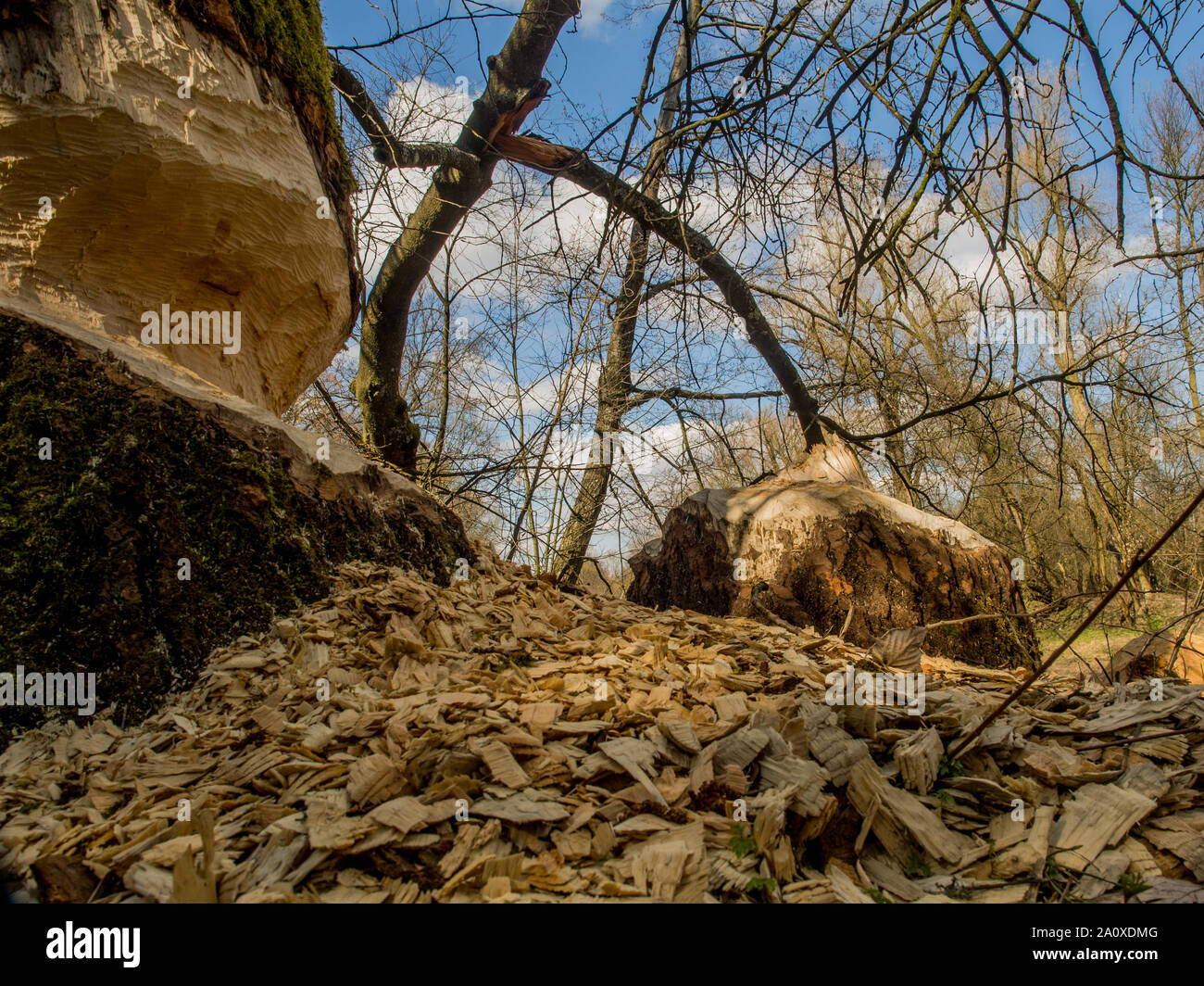 Der Stamm von einem mächtigen Baum, an den Ufern des Flusses Swider, Biber gebissen Stockfoto