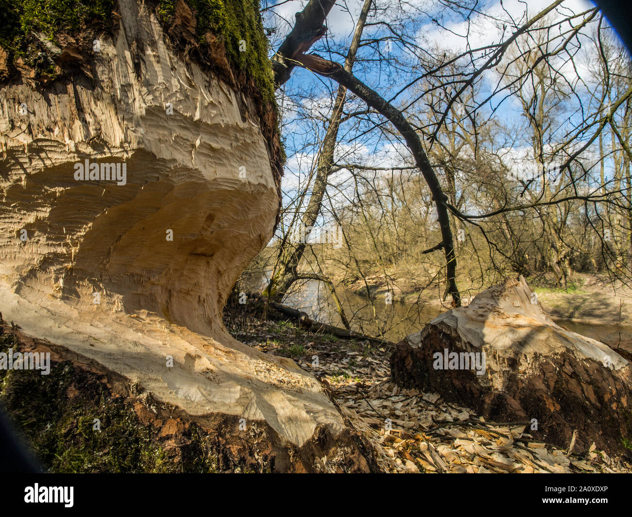 Der Stamm von einem mächtigen Baum, an den Ufern des Flusses Swider, Biber gebissen Stockfoto