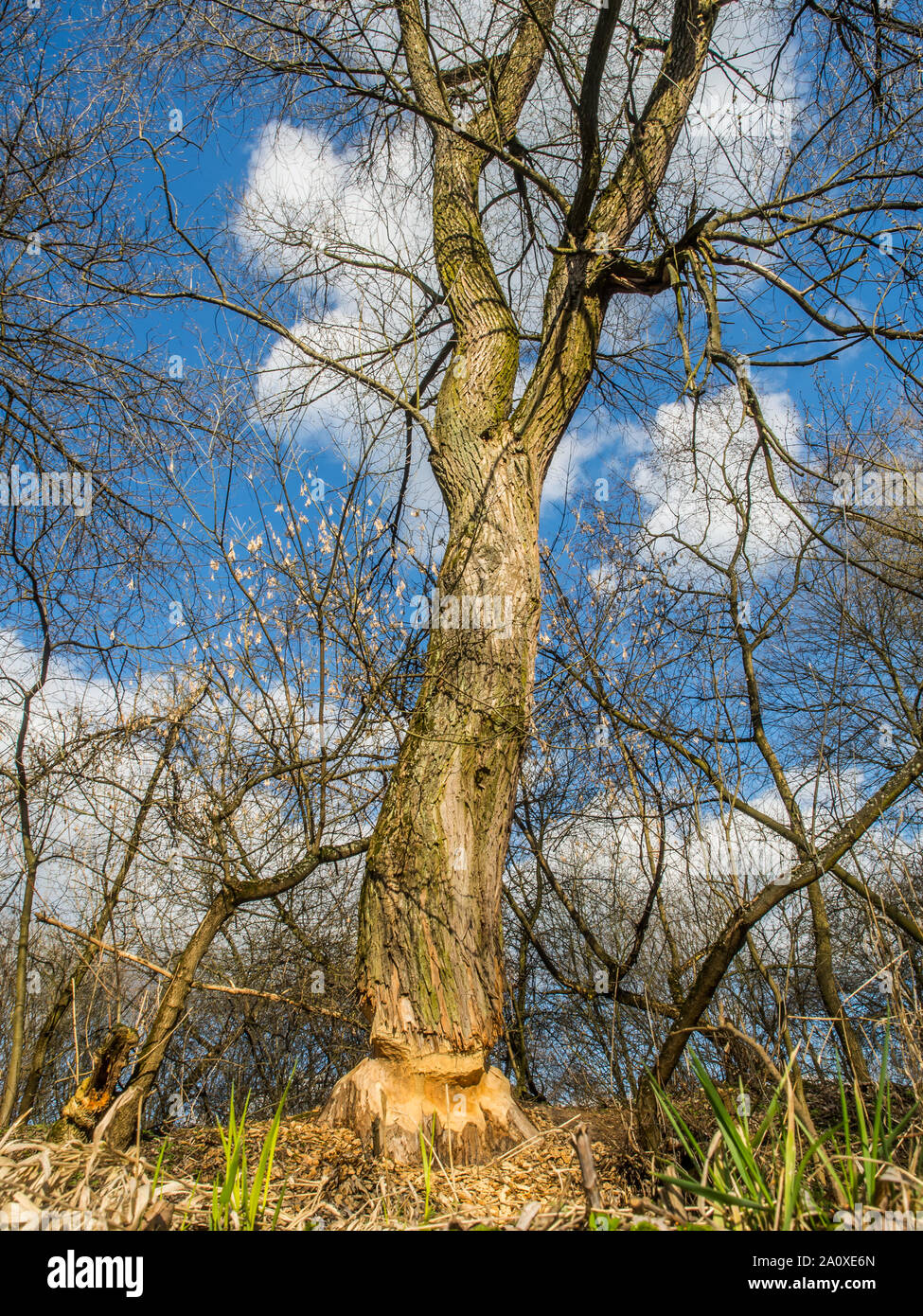 Der Stamm von einem mächtigen Baum, an den Ufern des Flusses Swider, Biber gebissen Stockfoto