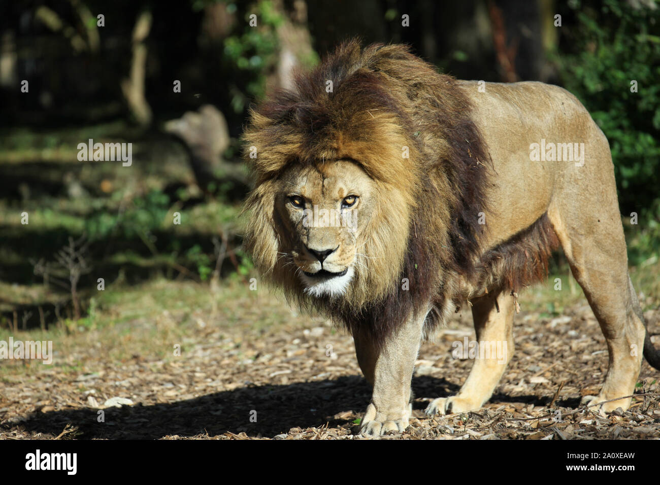 Blick von Lion Lodge von adras der Löwe auf Port Lympne Wild Animal finden Stockfoto