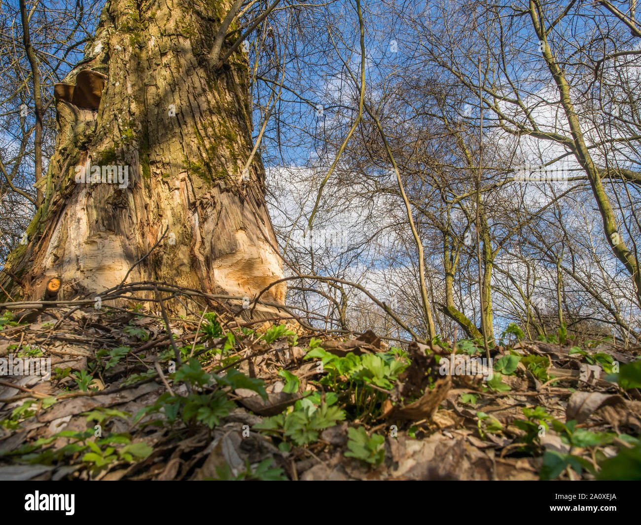 Der Stamm von einem mächtigen Baum, an den Ufern des Flusses Swider, Biber gebissen Stockfoto