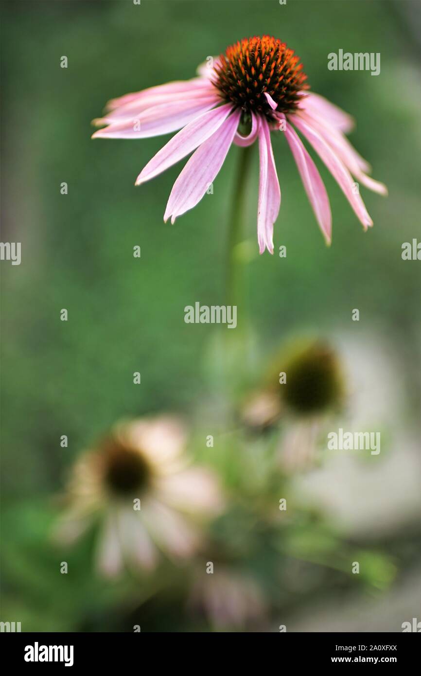 Echinacea Blume wächst im Garten, Nahaufnahme Kopf, Seitenansicht, selektive Kunst konzentrieren. Stockfoto