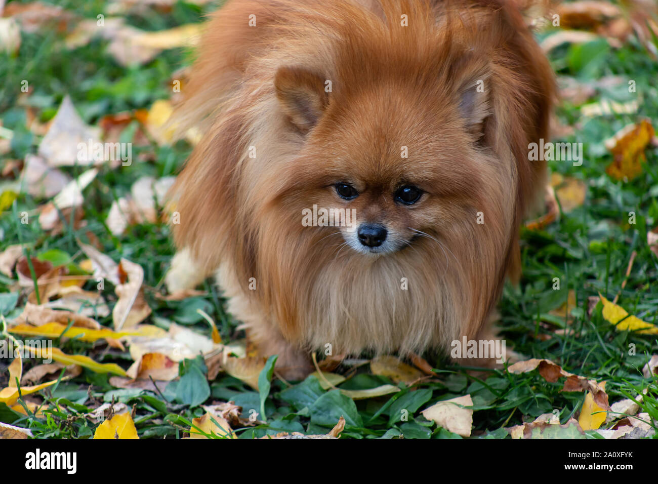 Rassen von Haushunden. Pomeranian Spitz. Pomeranian Hund gehört zur Rasse der Spielzeug Hunde. Herkunft Deutschland. Sie sind auch dazu berufen, Zwergspitz, Zwerg Spi Stockfoto
