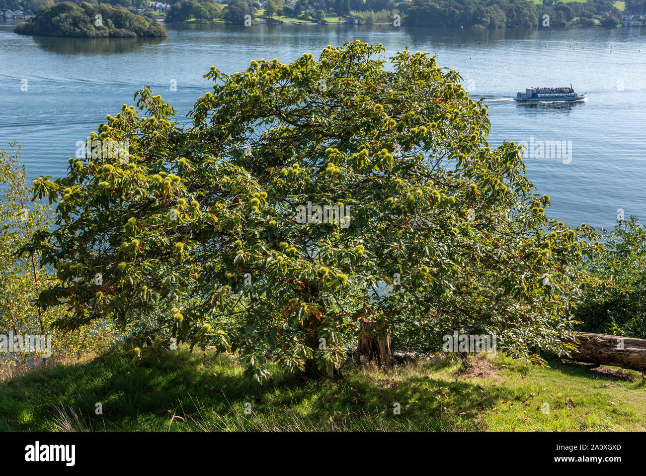 Castanea sativa, oder Edelkastanie. Stockfoto