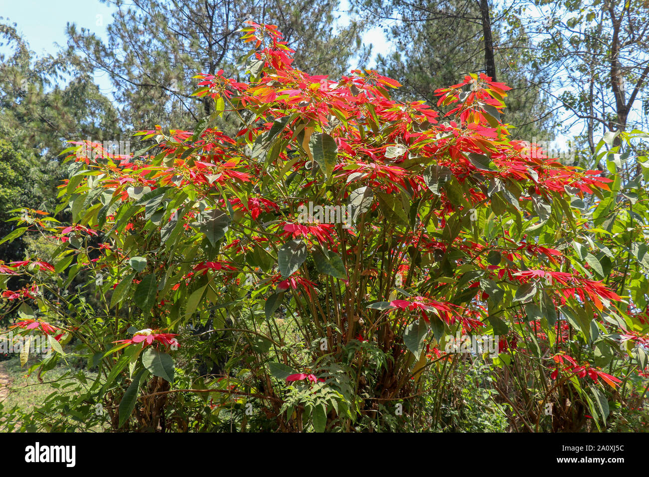 Weihnachtsstern Strauch mit vielen roten Blten in freier Wildbahn in  tropischen Bereich in Indonesien. Groe Anlage, der Weihnachtsstern  (Euphorbia pulcherrima) in der Natur Stockfotografie - Alamy