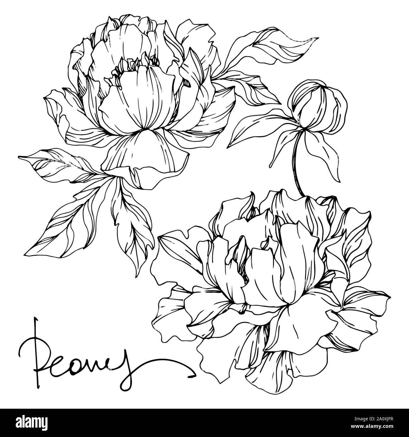 Pfingstrose botanische Blumen Blumen. Wild Federblatt wildflower isoliert. Schwarz und weiß eingraviert Tinte Art isoliert Pfingstrosen Abbildung Element auf Weiß Stock Vektor