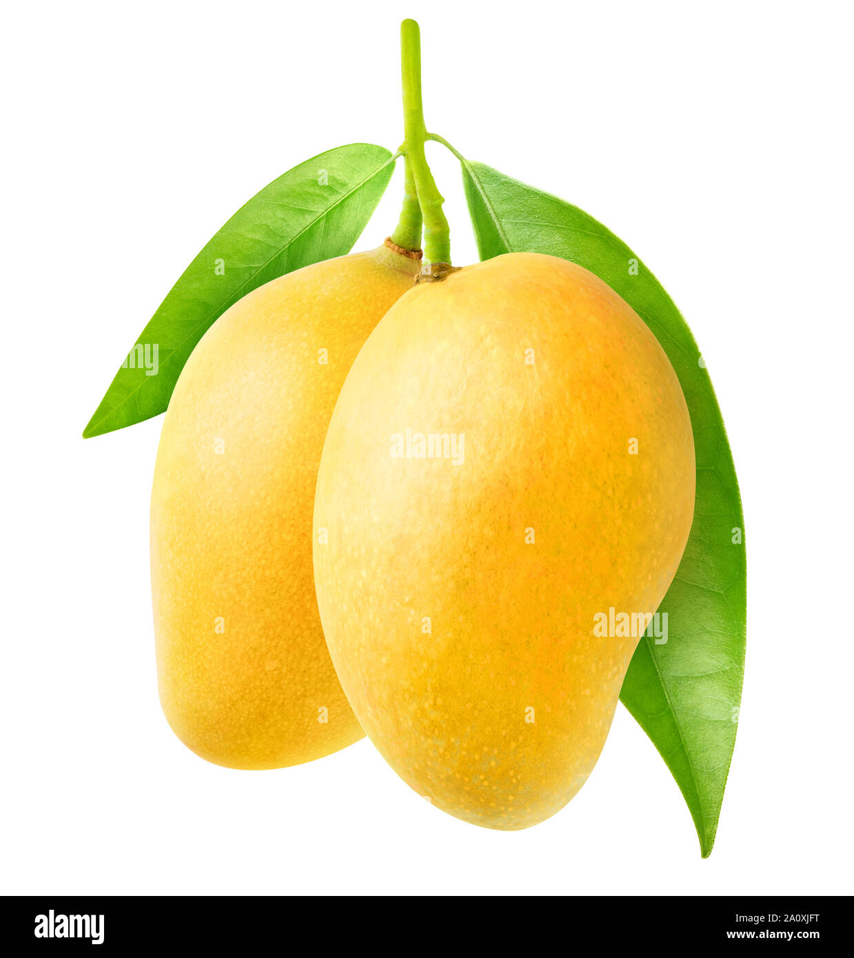 Isolierte Mango. Zwei gelbe mango Früchte hängen an einem Ast auf weißem Hintergrund mit Freistellungspfad isoliert Stockfoto