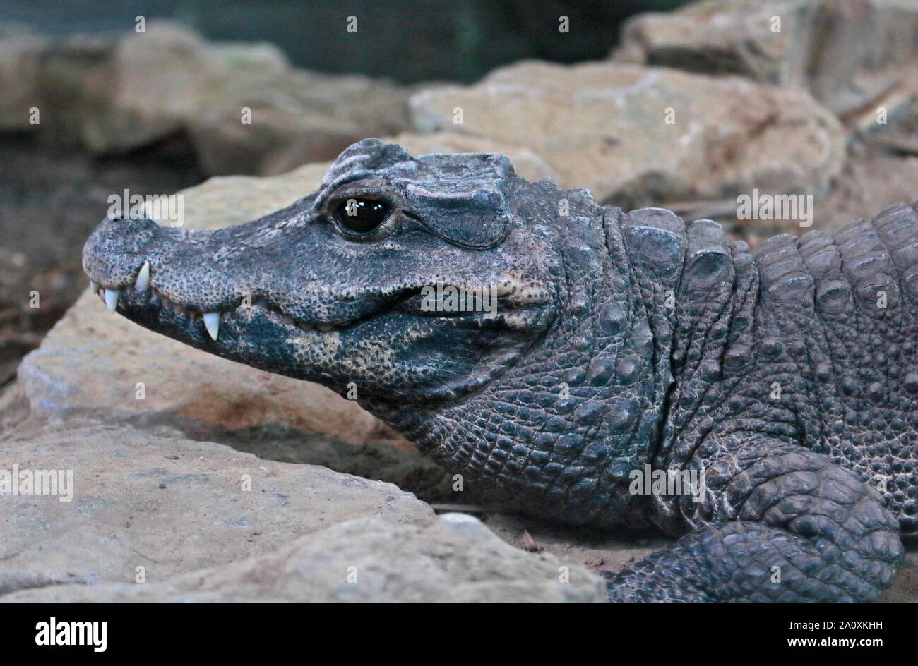 West African Dwarf Krokodil (Osteolaemus Tetraspis) Stockfoto