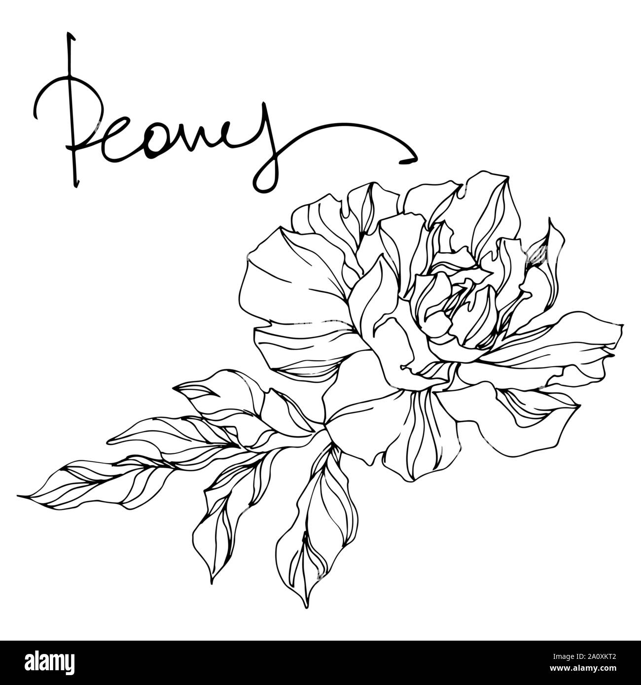 Pfingstrose botanische Blumen Blumen. Wild Federblatt wildflower isoliert. Schwarz und weiß eingraviert Tinte Art isoliert Pfingstrosen Abbildung Element auf Weiß Stock Vektor