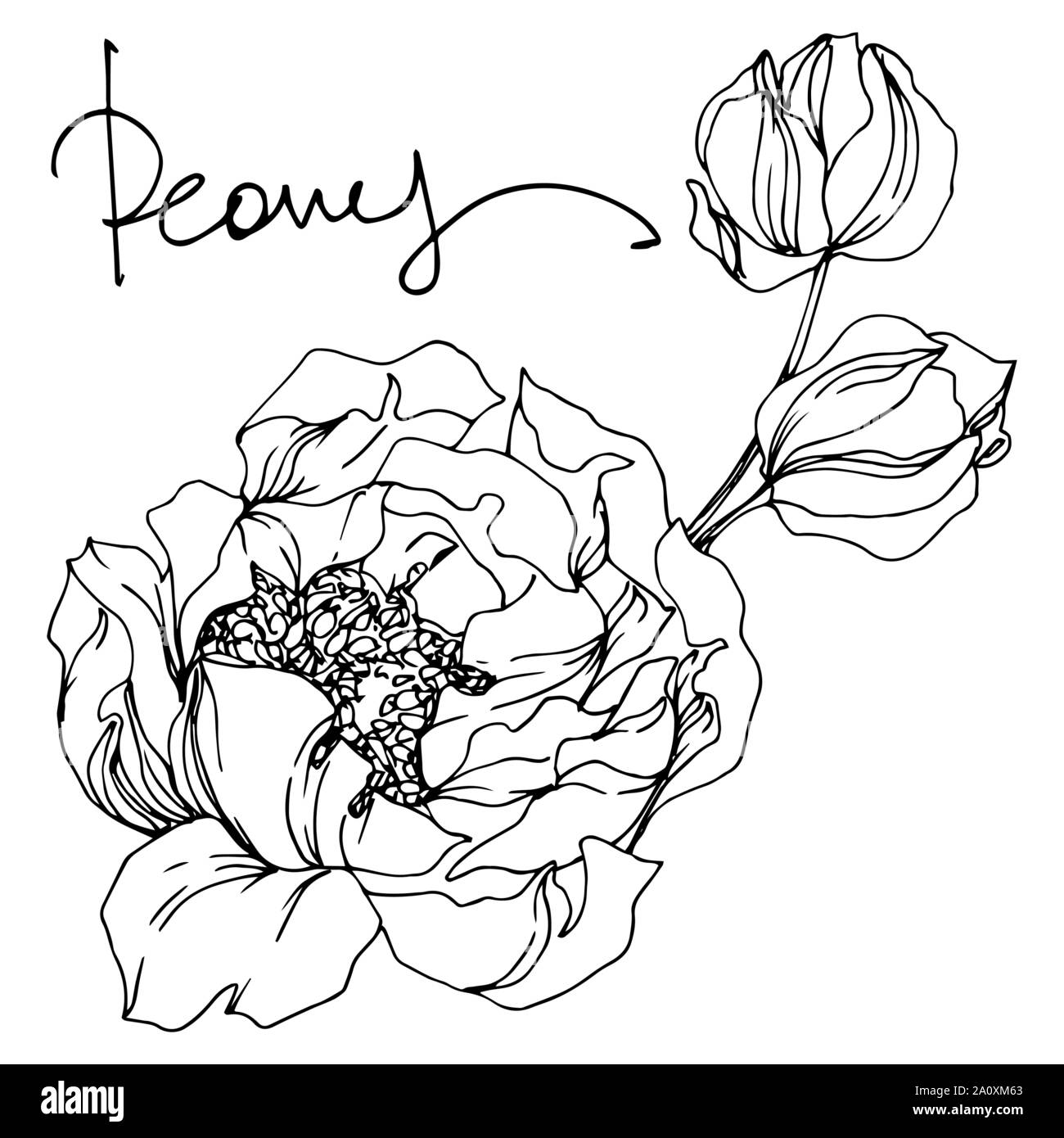 Pfingstrose botanische Blumen Blumen. Wild Federblatt wildflower isoliert. Schwarz und weiß eingraviert Tinte Art isoliert Pfingstrosen Abbildung Element auf Weiß Stock Vektor